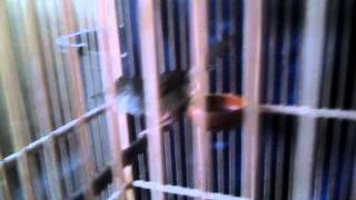 Ciblek Jantan Anakan Ngriwik Part 2