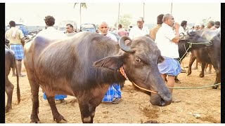 எருமைகள் வரவு அதிகம்/விலை நிலவரம்/ஈரோடு கருங்கல் பாளையம் எருமை சந்தை/buffalo market erode.