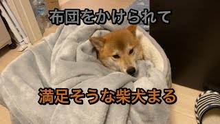 寝てる時に布団をかけられて満足そうな柴犬まる