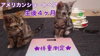 生後４ヶ月　オスメスの違いは⁉︎体重の変化に驚き！【アメリカンショートヘア】子猫きょうだい