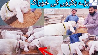 بڑے بکروں کی خوراک ۔Big goats supplements .Best quality goats in best quality.03327251817.