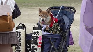 4K　石岡獅子舞連合会の看板犬 風太くん♪②　幌獅子總揃　石岡のおまつり2019 初日　C0038