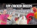 Unveiling the Rare and Exquisite Chicken Varieties