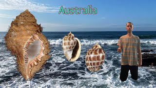 THE BEACH SCAMMED ME OF A DREAM HAIRY TRITON SEASHELL… shell hunting in Australia!