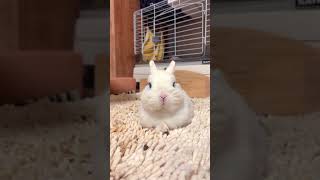 可愛すぎるうさぎ　#うさぎ #shorts #animalshorts #rabbit #bunny