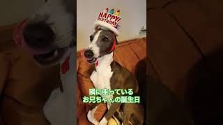 お兄ちゃんの誕生日をお祝いしています🐶　#イタグレ