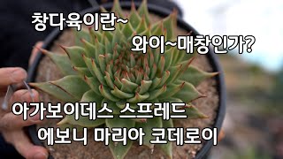 창다육이란? 왜 매창인가? 아가보이데스 스프레드 에보니 마리아 코데로이 립스틱