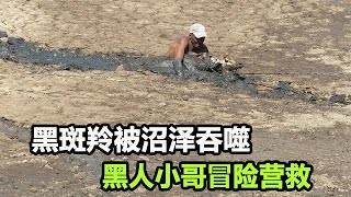 羚羊被困“死亡沼泽”，眼看就要被吞噬，路人冒险营救，太暖心