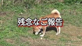 生後4ヶ月から薬漬け柴犬マロンちゃん　ご報告