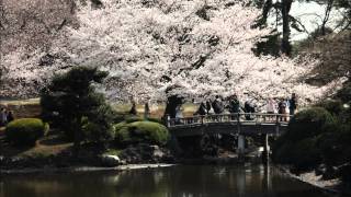 桜名所散策　さくら散歩東京 SAKURA viewing in TOKYO JAPAN.