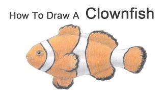 How to Draw a Clownfish