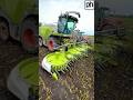 Maize Silage is Not Issue for the CLASS Jaguar 870 Forage Harvest #silage2024 #shorts #viral