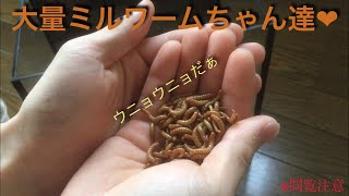 [閲覧注意]ミルワーム飼育 立上げから生体導入