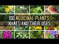 100 Medicinal Plants  Names And Their Uses | Blissed Zone
