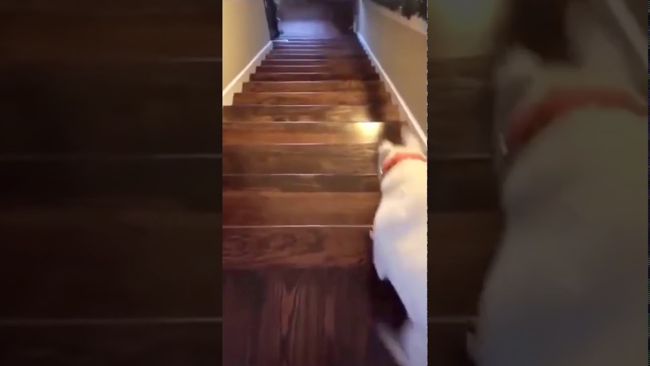 Dog Jumps Down A Flight Of Stairs At Jordan Mealmaker Blog