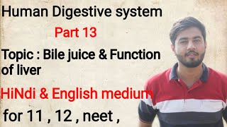 Bile juice \u0026 function of liver (Human digestive system ) पित्त रस व यकृत के कार्य।