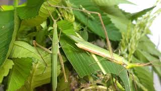 【バッタ界の食事マナー】美しい断面を形成しながら草を食べ進めるショウリョウバッタ(♂)