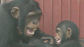 【京都市動物園】チンパンジーのニイニとロジャー、食べ物は別？Chimpanzees of Niini and Roger, eat thing is adamant?