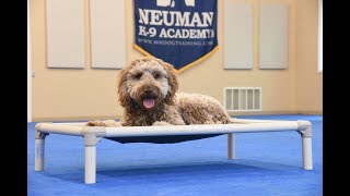 Zoey (Labradoodle) Boot Camp Dog Training Demonstration