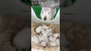 #记录可爱的动物 #兔子兔兔好可爱 #rabbit #肉兔养殖 #cuteanimal