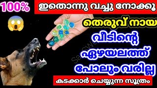 💯വീട്ടമ്മമാരും കുട്ടികളും ഇനി പേടിക്കേണ്ട, ഇങ്ങനെ ചെയ്‌താൽ തെരുവ് നായ വീടിന്റെ അടുത്തുപോലും വരില്ല