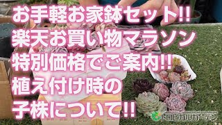 【多肉植物】お手軽お家鉢セット!!楽天お買い物マラソン特別価格でご案内!!植え付け時の子株について!!【succulent】トロピカルガーデン