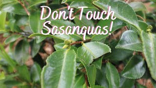 Don't Touch Sasanquas!