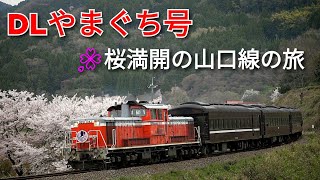 【🌸桜満開🌸】DLやまぐち号 春爛漫の山口線をゆく！ 2021.3.27