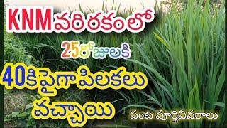 వరి లో 25రోజులకి 40పైన పిలకలు (డబ్బు)వచ్చాయి||KNM-1638 రకం||9866710068