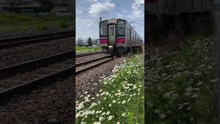 青森行普通列車\u0026マーガレットfJR撫牛子駅)23.05.27