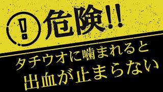 【船タチウオテンヤ釣り】洲本沖でタチウオ釣り 須磨浦 仙正丸 - 2022/12/15 後編 / タチウオに噛まれると出血が止まりません！