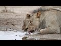 lion kalamas the incredible story of the lion who lost his mane