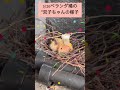 ベランダ鳩　 孵化　 おめでとう🎉　 ムーちゃん　 ムー君