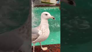 Seagulls everywhere in Istanbul.