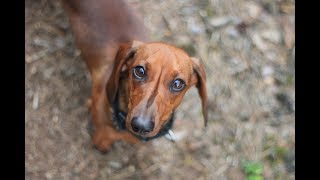 How To Feed My Dachshund