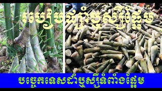 របៀបផ្សាំឬស្សីផ្អែម/បច្ចេកទេសដាំឬស្សីទំពាំងផ្អែម Sweet Bamboo Growing Techniques