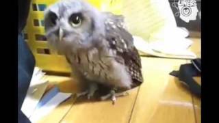 Gufo che balla la Dubstep! Dancing Owl | Music for Jungle! Lol