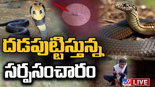 దడపుట్టిస్తున్న సర్పసంచారం LIVE | Dangerous Snake Bites - TV9