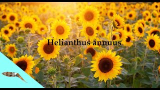 Annual sunflower (Helianthus annuus)