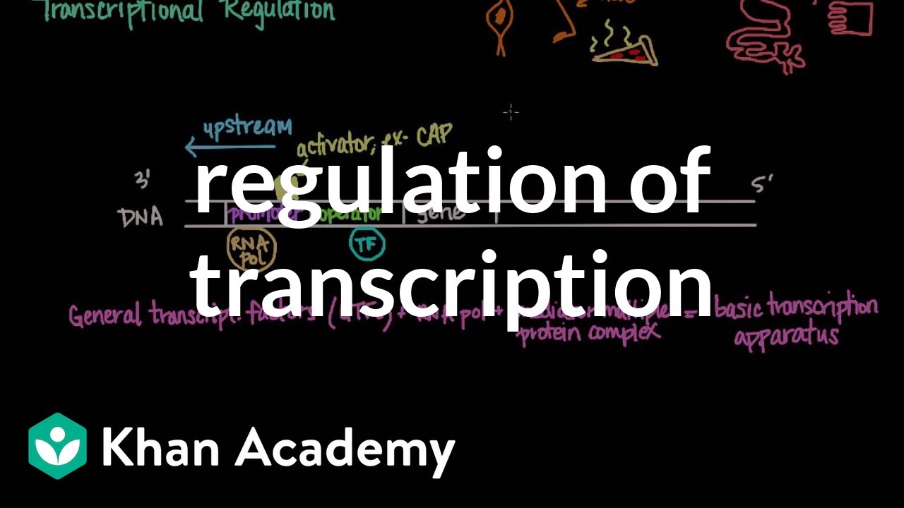 Regulation Of Transcription Biomolecules Mcat Khan Academy Youtube
