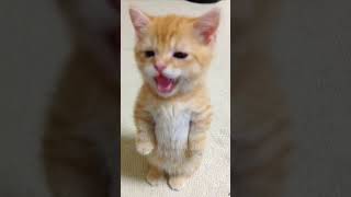 This Tiny Kitten Has The Most DRAMATIC Mood Swings Ever