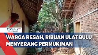 Warga Resah, Ribuan Ulat Bulu Menyerang Permukiman