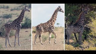 Scientists Discovered New Breed of Dwarf Giraffes?! (CLIP)