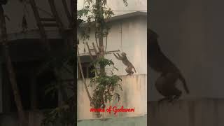 కోతి చూడండి చెట్టు ఎలా ఎక్కుతుందో#viral #ytshorts #shortvideo #telugu #monkeyaction #monkeys #pets