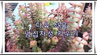 다육 식물 남십자성 키우기