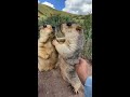 prairie dog is cute bobak marmot wild animals capybara