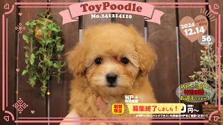 トイプードル子犬｜2024.12.14生（56日齢）①｜ペールフォーン｜女の子｜滋賀県