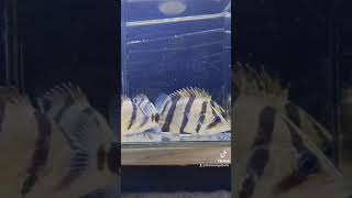 【返金保証】 動画 フォーバー ダトニオ (d073) 3匹セット フォーバー タイガー タイ産 10cm アロワナ 混泳魚 #ダトニオ 7月7日発送 (d073)