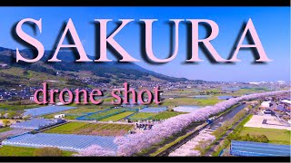 満開の桜　流川の桜並木　福岡を代表する桜スポット　2キロ以上続く桜並木をドローン空撮　Mavic Air2 4K60fps  2021年3月23日時点　耳納連山　うきは市はサクラ名所満載です