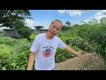 bakit walang insekto ang aking mga halamang gulay tips and tricks organic way haydee s garden